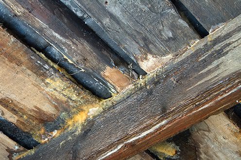 Damp Timber