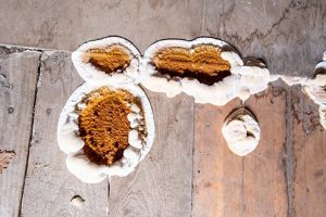 Serpula Lacyrmans Fruiting Bodies